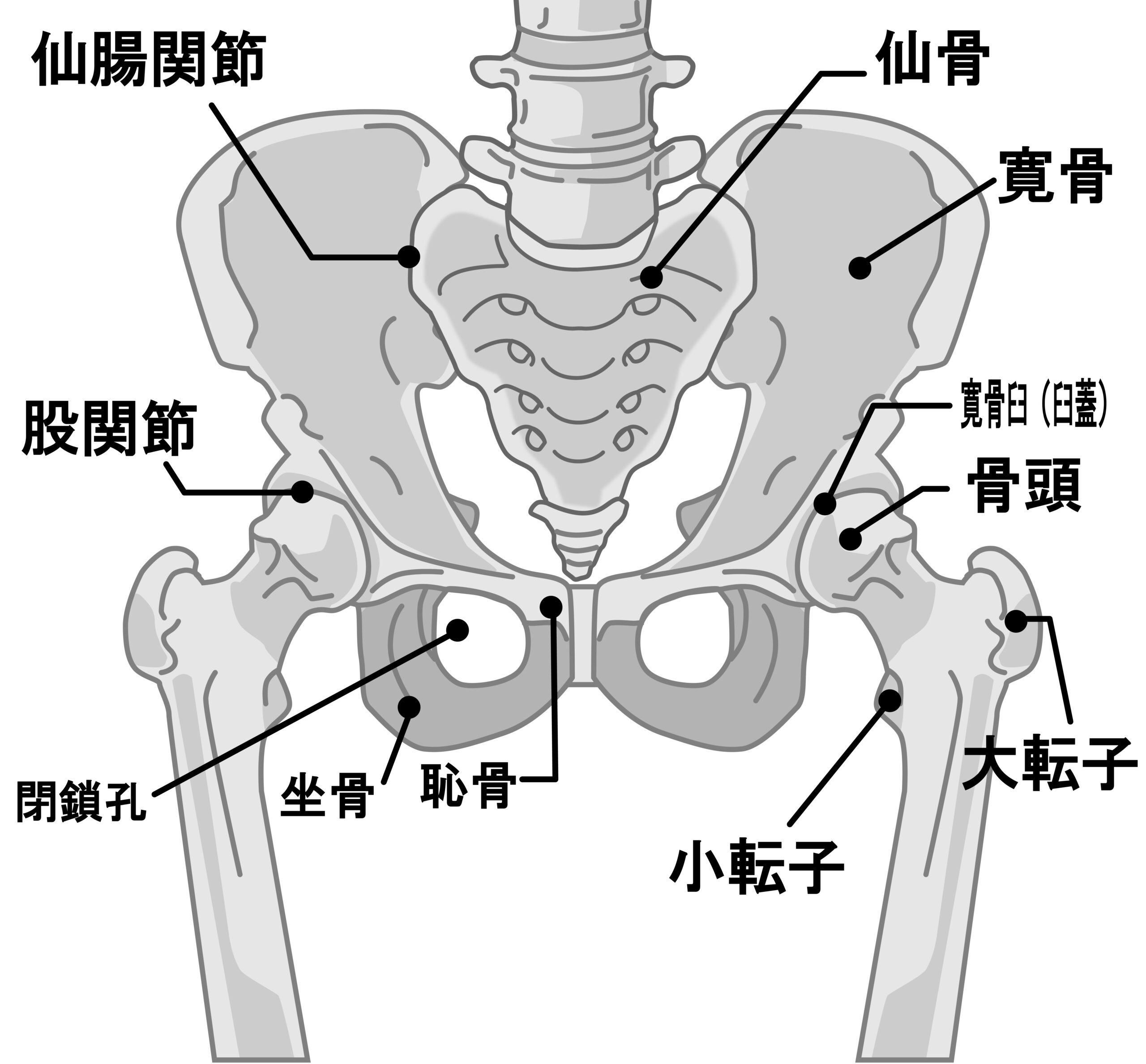 新松戸で話題】腰痛の根本改善は骨盤矯正から！ - ゼロスポ鍼灸・整骨